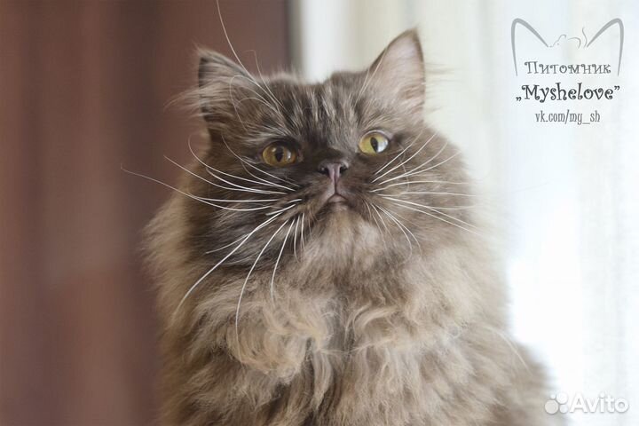 Пушистый шотландец (хайленд-страйт)