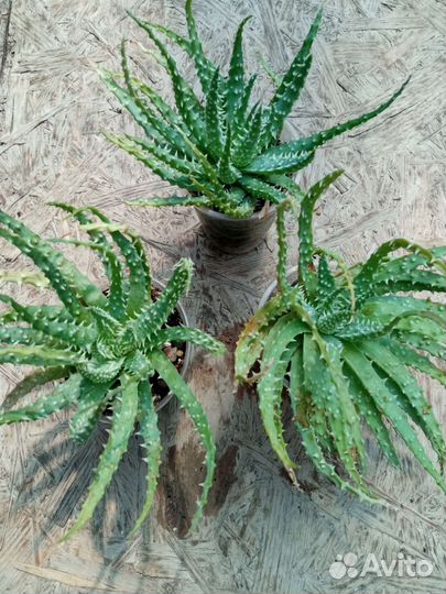 Алоэ, хавортии, гастерии