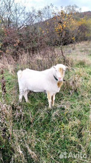 Козел-ламанча для вязки