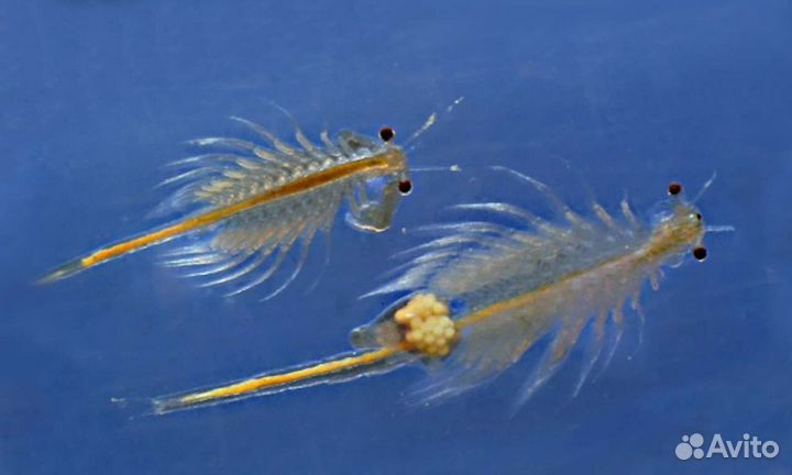 Артемия- самки с икрой