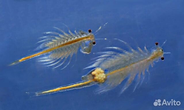 Артемия- самки с икрой