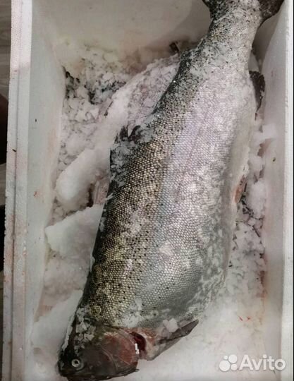 Рыба
