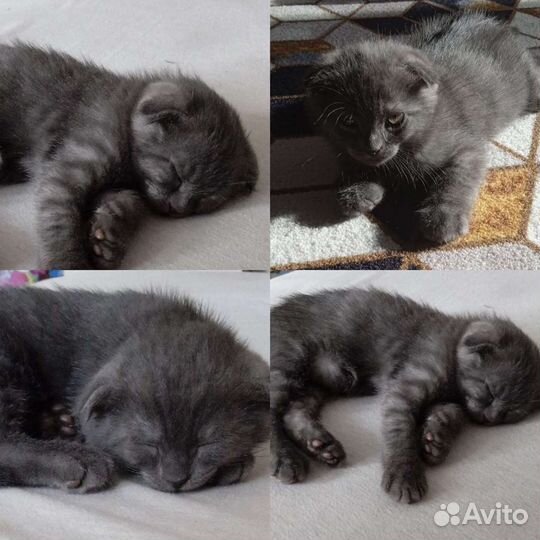 Кошка в дар бесплатно