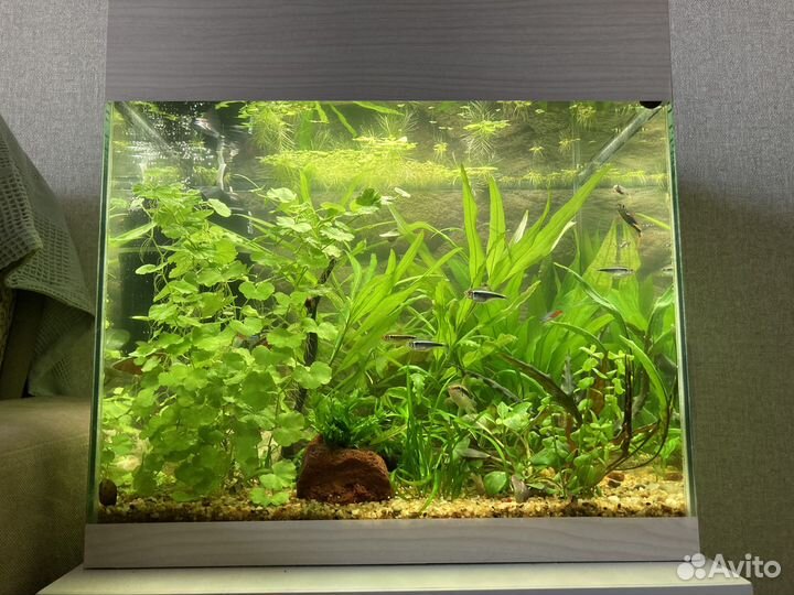 Аквариум 55 л