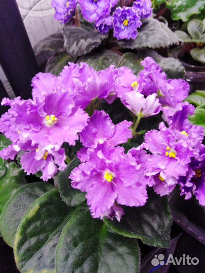 Фиалки детки