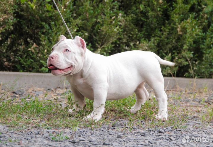 Американский булли экзот