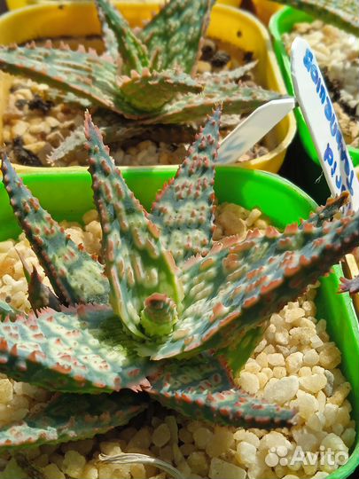 Алоэ гибриды культивары коллекционные 1