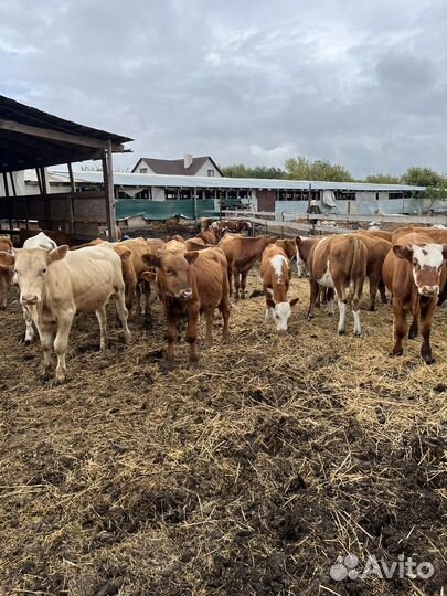 Бычки телки