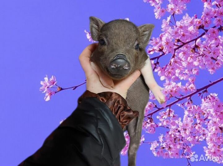 Микро и мини пиги