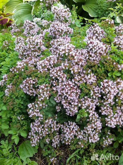 Ориганум (душица) Дьябло