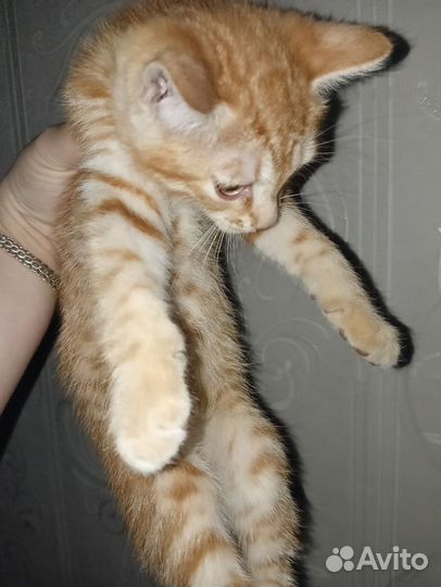 Кошка в дар бесплатно