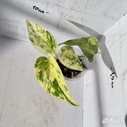 Сциндапсус марбл квин