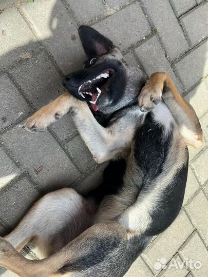 Самая лучшая ищет дом