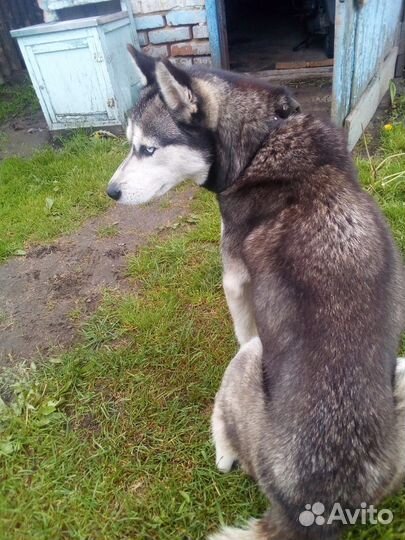 Хаски в добрые руки