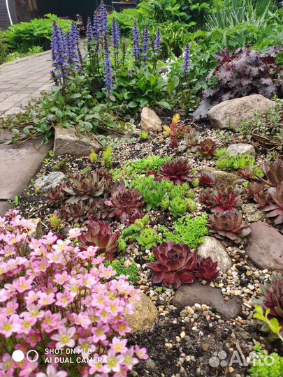 Молодило, Каменная роза