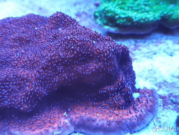 Кораллы - зоантусы, LPS и SPS