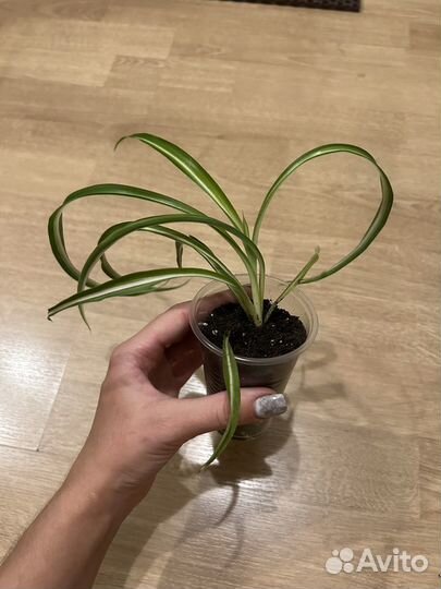 Хлорофитум кудрявый и Адансони монстера