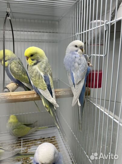 Выставочный попугай Чех