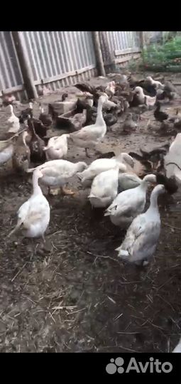 Гуси Линда продажа обмен