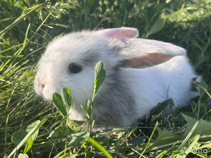 Карликовый кролик