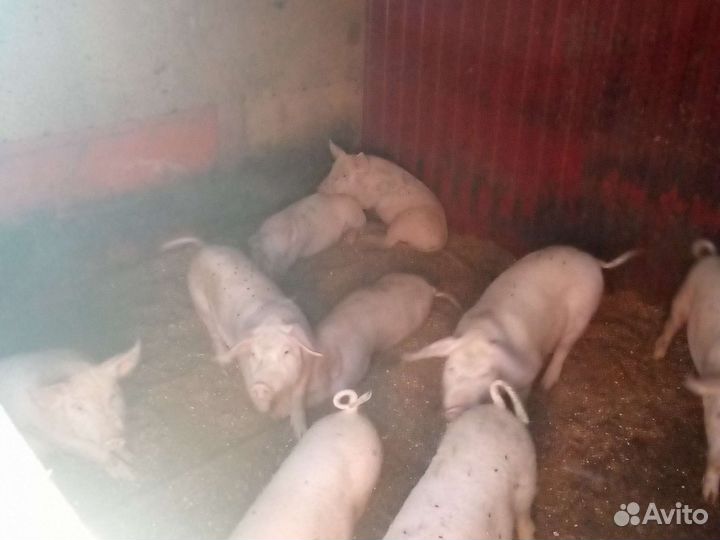 Поросята