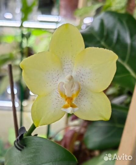 Орхидея фаленопсис