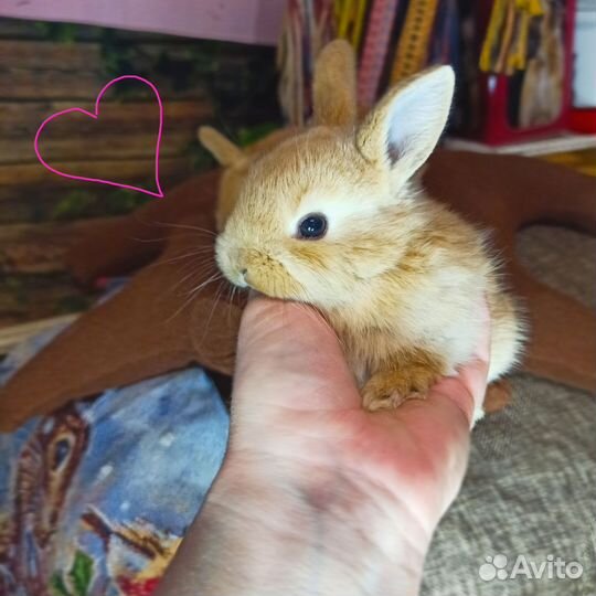 Карликовый кролик рыжий
