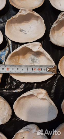 Ракушки для заливки свечей