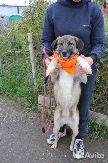 Собака в добрые руки отдам бесплатно