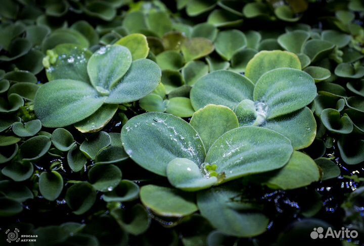 Аквариумные креветки, улитки, лягушки и рыбки