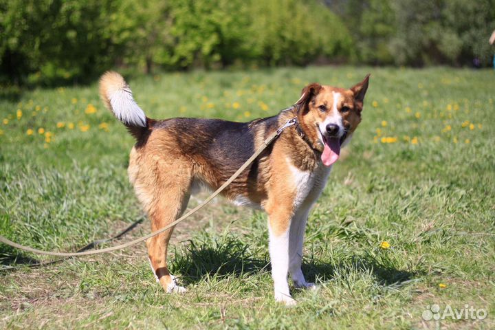 Собака в добрые руки отдам бесплатно