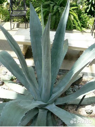 Агава голубая