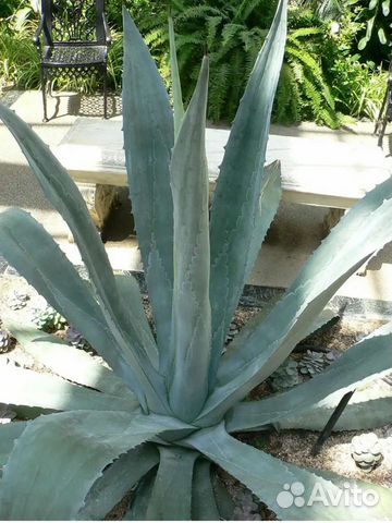 Агава голубая