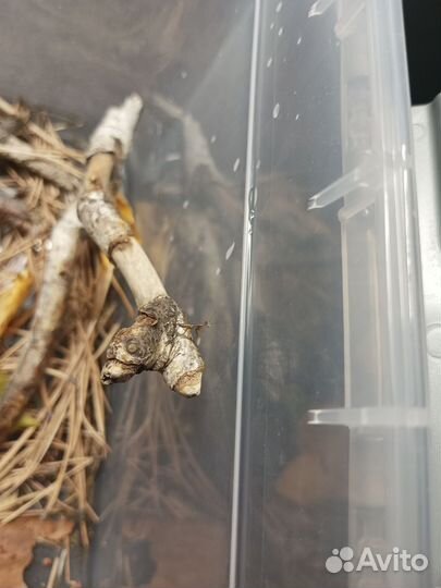 Нимфы богомола