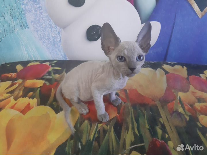 Котёнок Канадский Сфинкс