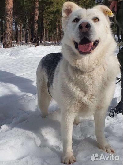 Собака ищет дом