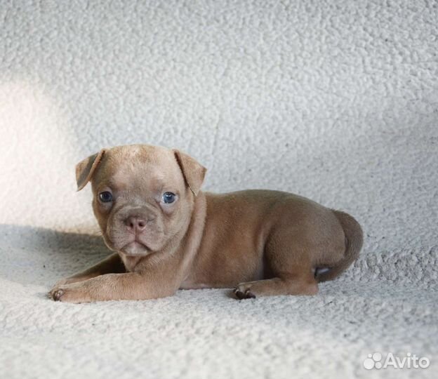 Американский булли. Девочка