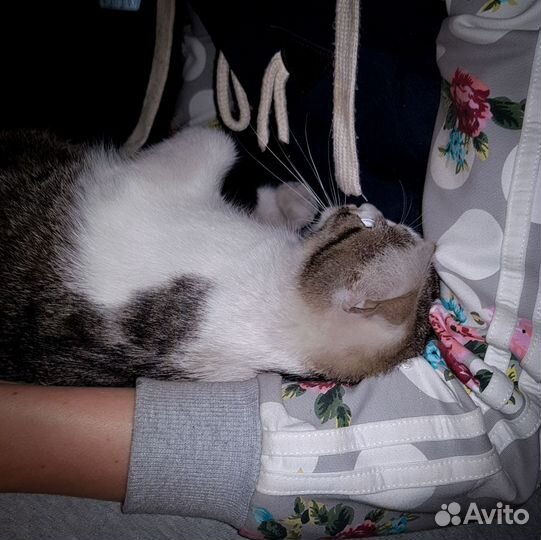 Котёнок, живущий в машинах