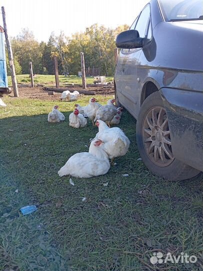 Домашние куры бройлеры