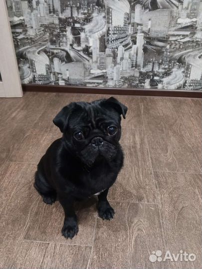 Мопс вязка мальчик