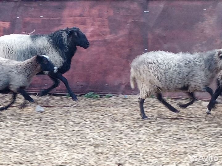 Овцы, бараны и баранчики романовские