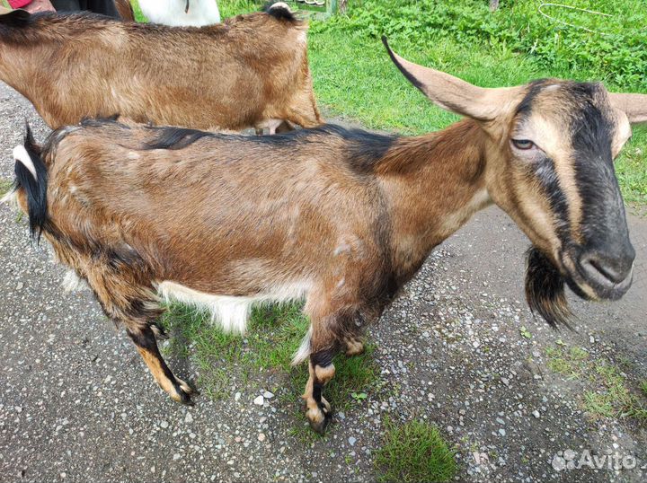 Коза нубийская, зааненская