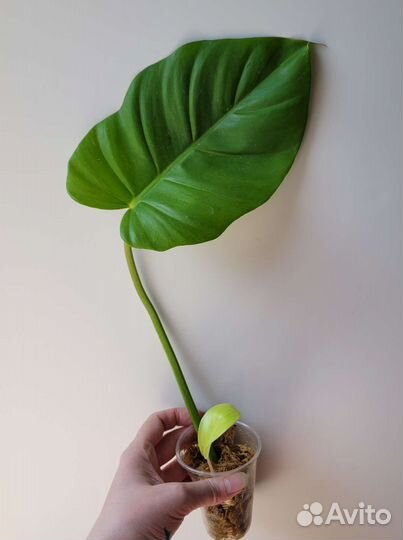 Филодендрон Пин тонг и другие Ароидные
