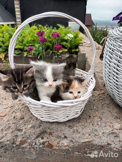 Котята в добрые руки