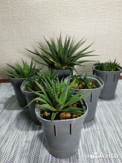 Суккуленты