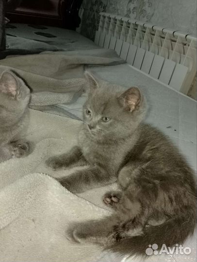 Отдам британских котят