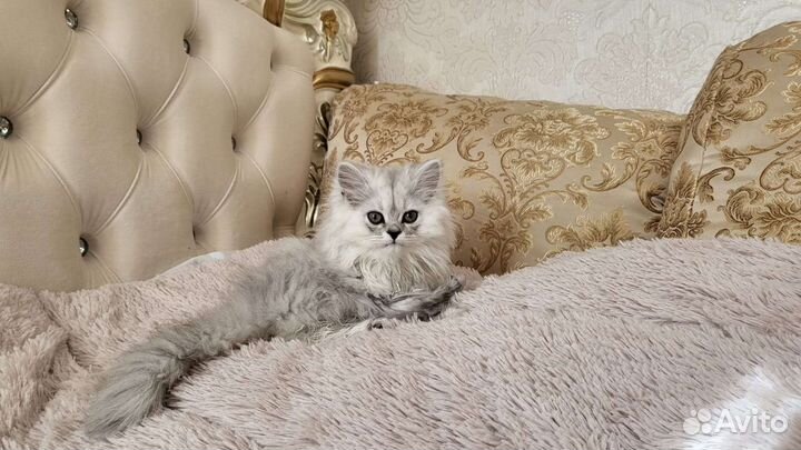 Котята персидская шиншилла