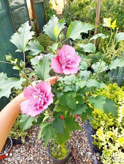 Гибискус махровый на штамбе