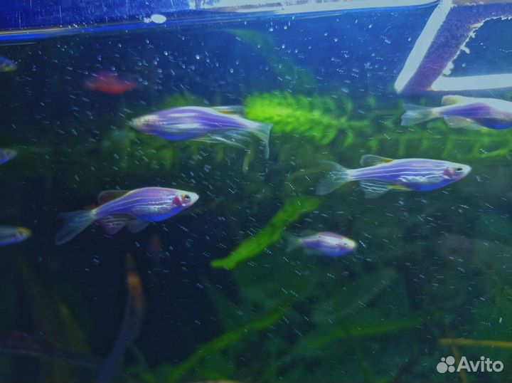 Данио Гло, Моллинезии