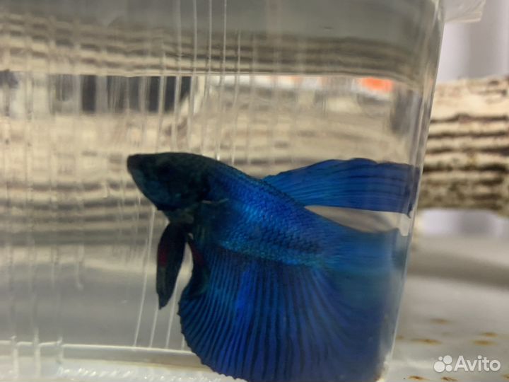 Аквариумные рыбки « Петушок»